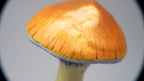 SPY26S10 • Handmade Magic Mushroom Decor Art on Thrifted Glass Base