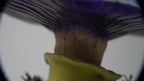 SPY26M1 • Handmade Magic Mushroom Decor on Thrifted Base