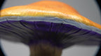 SPY26M1 • Handmade Magic Mushroom Decor on Thrifted Base