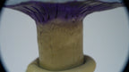 SPY26S9 • Handmade Magic Mushroom Decor Art on Thrifted Glass Base