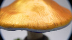 SPY26M3 • Handmade Magic Mushroom Decor Art on Thrifted Glass Base (1 of 2)