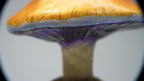 SPY26S8 • Handmade Magic Mushroom Decor Art on Thrifted Glass Base
