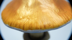 SPY26S7 • Handmade Magic Mushroom Decor on Thrifted Hexagon Glass Base (2 of 2)