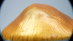 SPY26S7 • Handmade Magic Mushroom Decor on Thrifted Hexagon Glass Base (2 of 2)