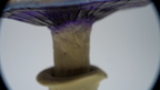 SPY26S7 • Handmade Magic Mushroom Decor on Thrifted Hexagon Glass Base (2 of 2)