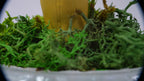SPY26S4 • Handmade Magic Mushroom Decor on Thrifted Glass Oval Base (2 of 2)