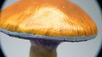 SPY26S1 • Handmade Magic Mushroom Decor on Flared Square Thrifted Glass Base (1 of 2)