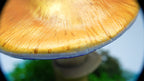 SPY26M4 • Handmade Magic Mushroom Decor on Thrifted Blue Glass Base (2 of 2)
