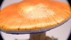 SPY26M4 • Handmade Magic Mushroom Decor on Thrifted Blue Glass Base (2 of 2)