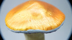 SPY26M2 • Handmade Magic Mushroom Decor on Thrifted Glass Base