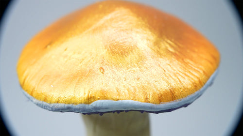 SPY26M2 • Handmade Magic Mushroom Decor on Thrifted Glass Base