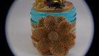 SPY26M9E • Desert Cardinal Sky Blue Mini-Mason Jar with Textile Embroidery