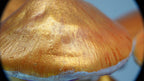 SPY2026L1 • Magic Mushroom Constellation Raised Goblet Decor with Raw Flourite • Handmade