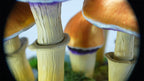 SPY2026L1 • Magic Mushroom Constellation Raised Goblet Decor with Raw Flourite • Handmade