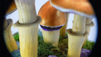 SPY2026L1 • Magic Mushroom Constellation Raised Goblet Decor with Raw Flourite • Handmade