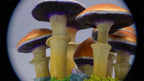 SPY2026L1 • Magic Mushroom Constellation Raised Goblet Decor with Raw Flourite • Handmade
