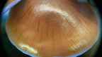 SPY2026L1 • Magic Mushroom Constellation Raised Goblet Decor with Raw Flourite • Handmade